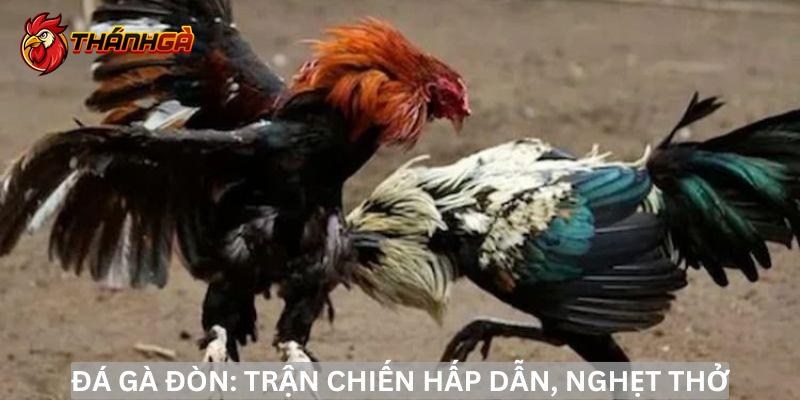 Đá gà đòn và nghệ thuật ra đòn hiểm hóc