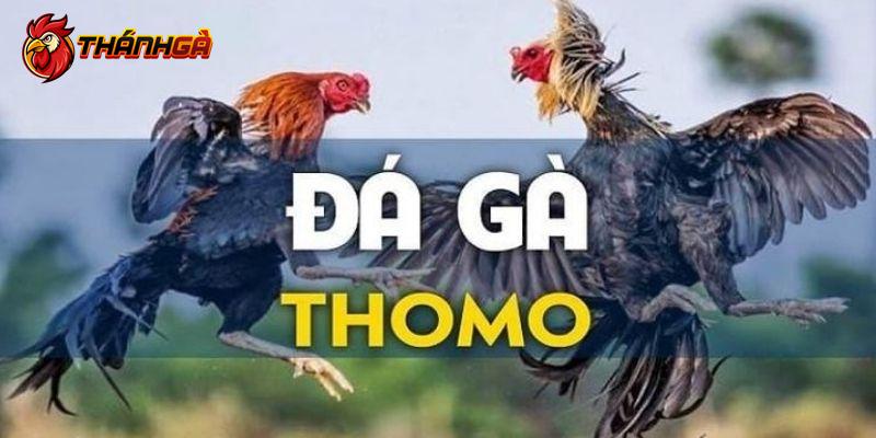 Tổng quan về đá gà Thomo