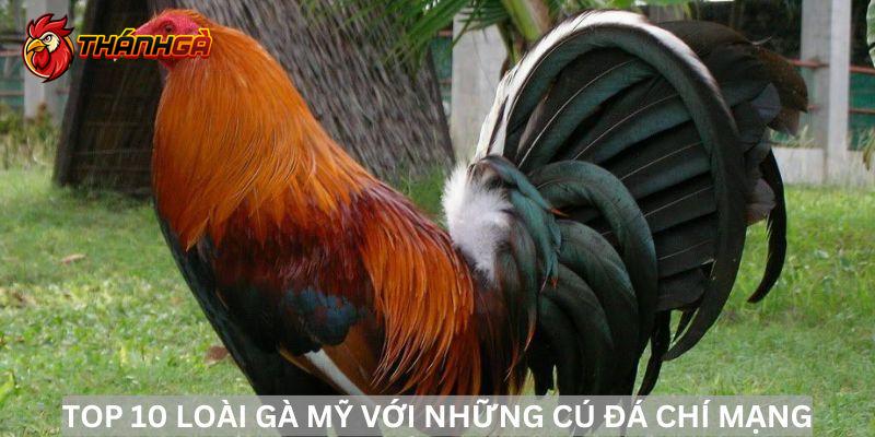 Danh sách top 10 loài gà Mỹ mà bạn không thể bỏ qua 