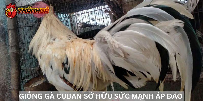 Giống gà Cuban được coi là bá chủ trong giới gà chọi