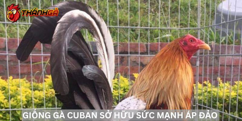 Giống gà Cuban nổi tiếng với sức mạnh vô đối