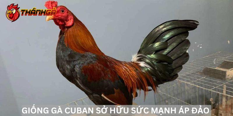 Giống gà Cuban: Vua của các trận đấu gà đỉnh cao