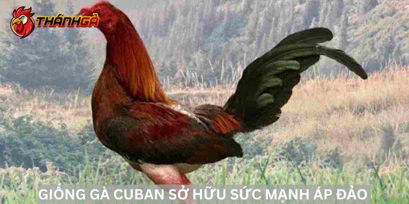 Giống Gà Cuban