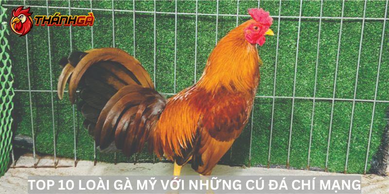 Top 10 loài gà Mỹ với sức mạnh và tốc độ đáng kinh ngạc