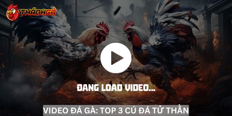 Video đá gà