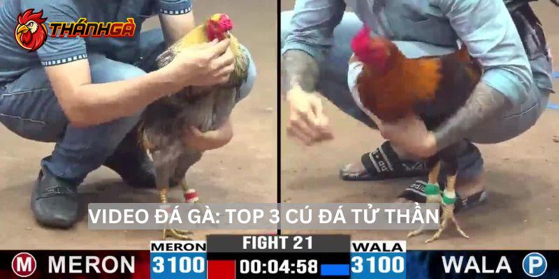 Xem ngay video đá gà đỉnh cao khiến bạn không thể rời mắt