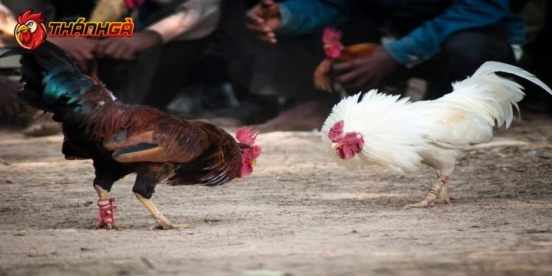 Kinh nghiệm chơi đá gà cựa dao hay, hiệu quả gần đây