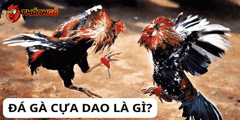 Giới thiệu đá gà cựa dao dành cho người chơi mới